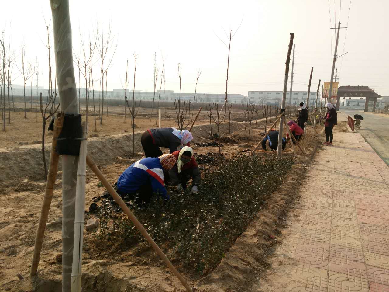 春季植树.jpg